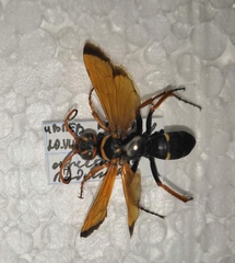 Parabatozonus lacerticida