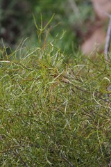 Searsia erosa