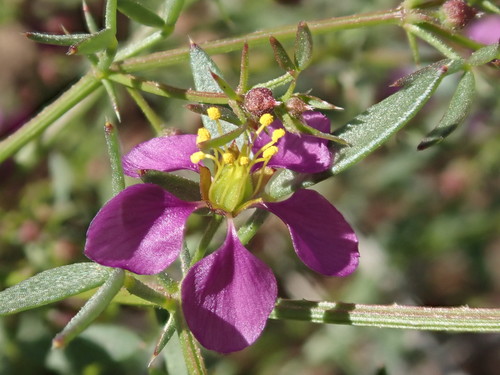 Fagonia californica