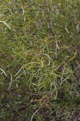 Searsia erosa
