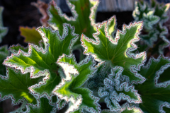 Pelargonium cucullatum cucullatum