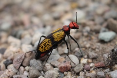 Tegrodera aloga