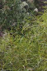 Searsia erosa