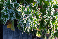 Pelargonium cucullatum cucullatum