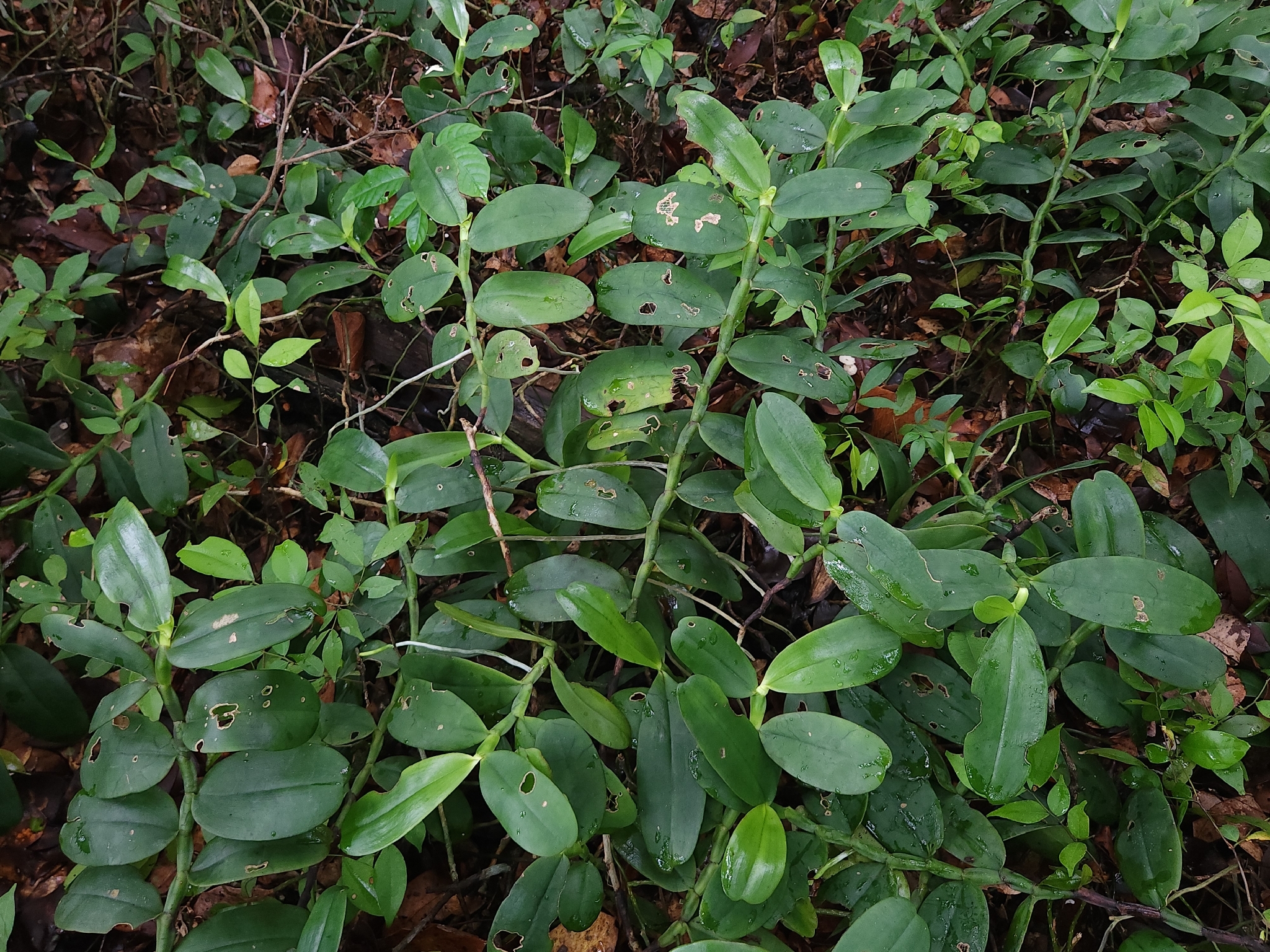 Angraecum eichlerianum Kraenzl. 3