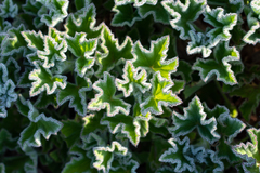 Pelargonium cucullatum cucullatum