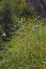 Searsia erosa