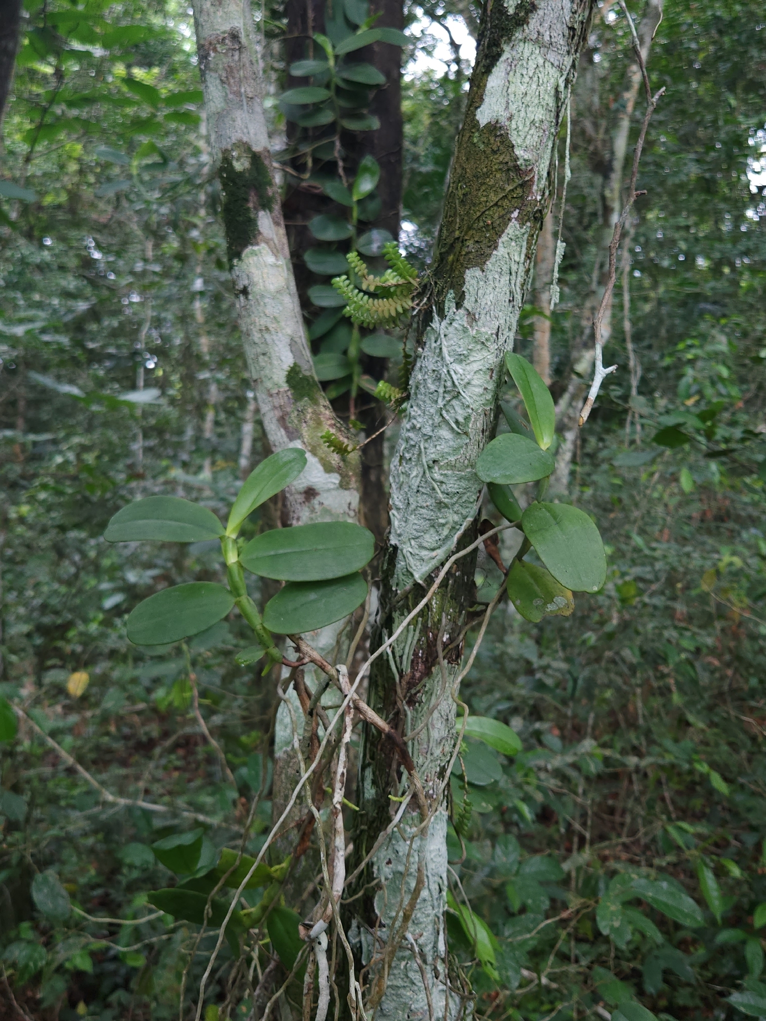 Angraecum eichlerianum Kraenzl. 4