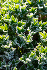 Pelargonium cucullatum cucullatum