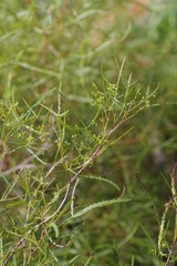 Searsia erosa