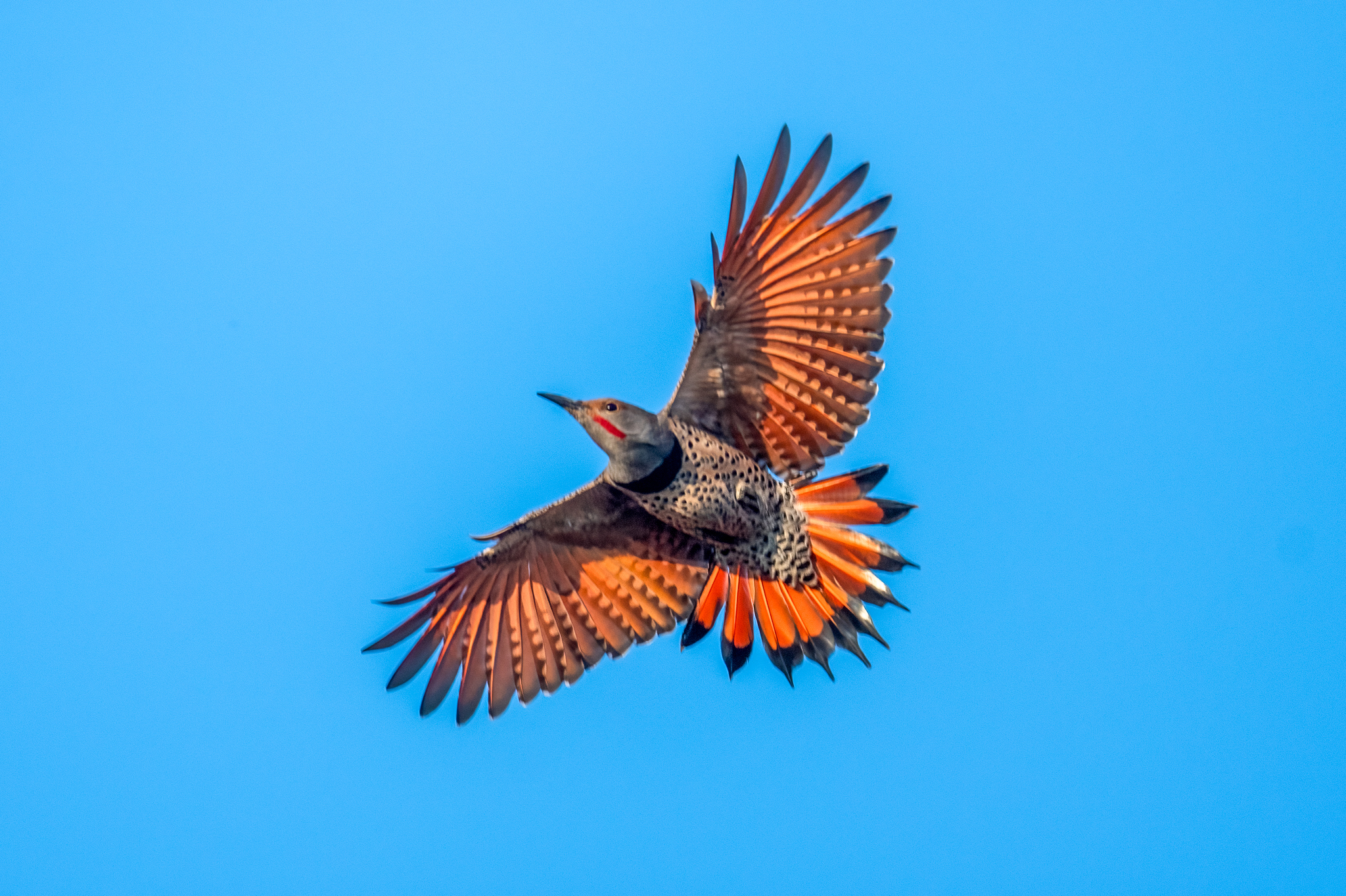 Northern Flicker (Colaptes auratus)