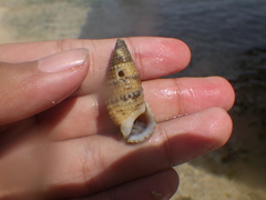 Rhinoclavis sinensis