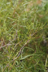 Searsia erosa