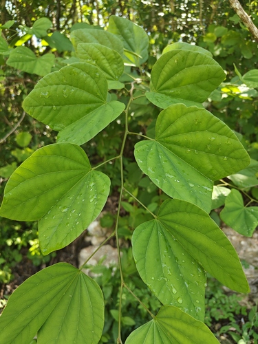 Bauhinia divaricata