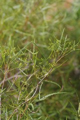 Searsia erosa