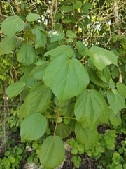 Hampea trilobata, photograph (c) Oscar Orlando Vazquez Piña, some rights reserved (CC BY)