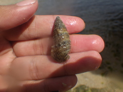 Rhinoclavis sinensis