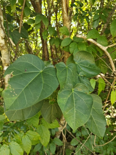 Jatropha gaumeri