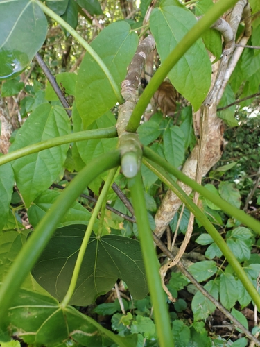 Jatropha gaumeri, photograph 2