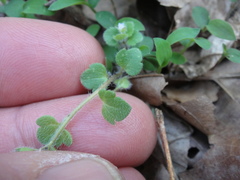 Veronica hederifolia-sublobata-triloba