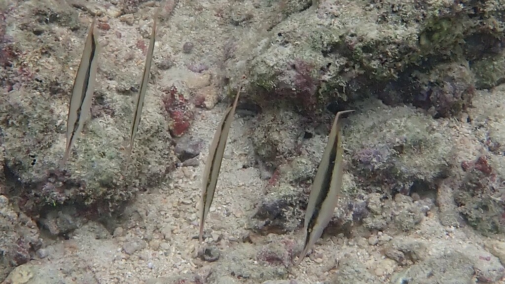 Razorfish