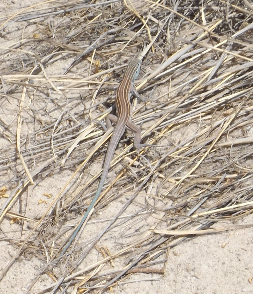 Little Striped Whiptail