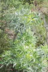 Cussonia paniculata