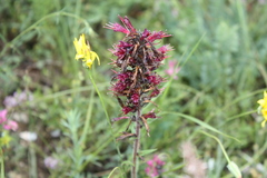 Pontechium maculatum