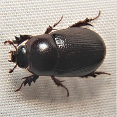 Euetheola