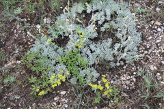 Artemisia alpina
