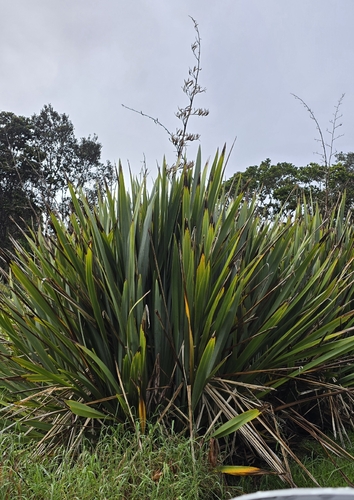 Phormium tenax observed 2025-11-24