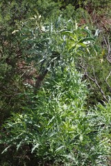 Cussonia paniculata