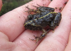 Eupsophus emiliopugini