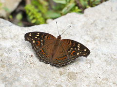 Junonia erigone
