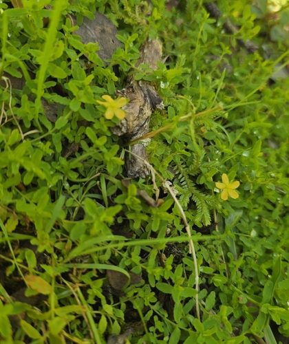Hypericum mutilum, 2025-11-24