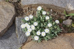 Delosperma pottsii