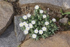 Delosperma pottsii