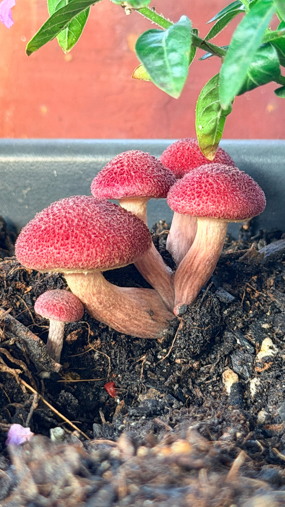 Gymnopilus dilepis · November 2025 · photo: © trisairatops (iNaturalist, cc-by)