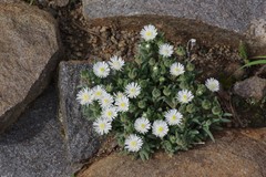 Delosperma pottsii
