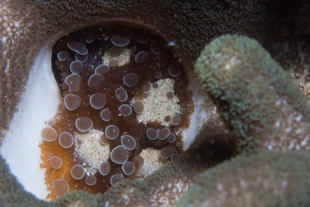 crab anemone