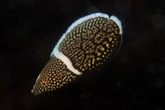 Anampses lineatus