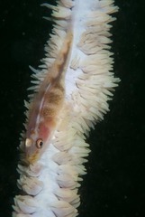 Bryaninops