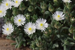 Delosperma pottsii