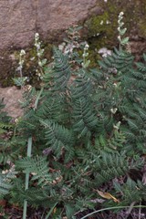 Cheilanthes eckloniana