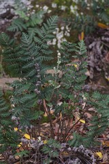 Cheilanthes eckloniana