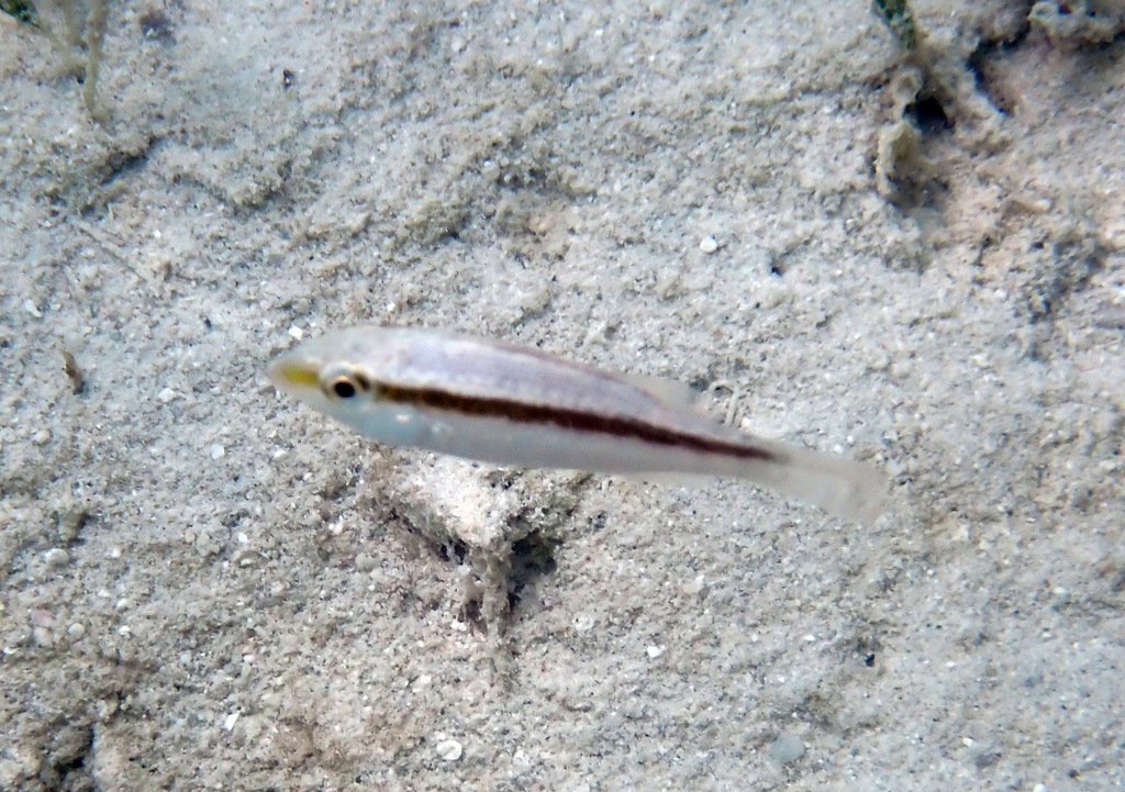 Emperor (Lethrinus variegatus) — Lethrinidae