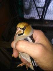 Coccothraustes coccothraustes