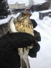 Turdus pilaris