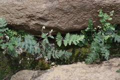 Cheilanthes eckloniana