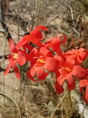 Gladiolus nerineoides
